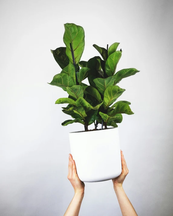 two hands holding up a small potted plant