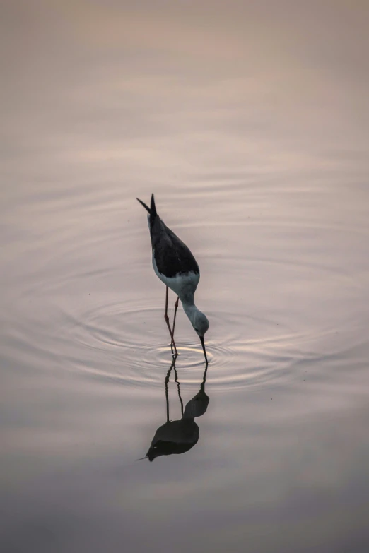 bird standing in water with its legs crossed