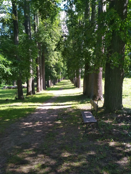 trees and grass line the road in a park