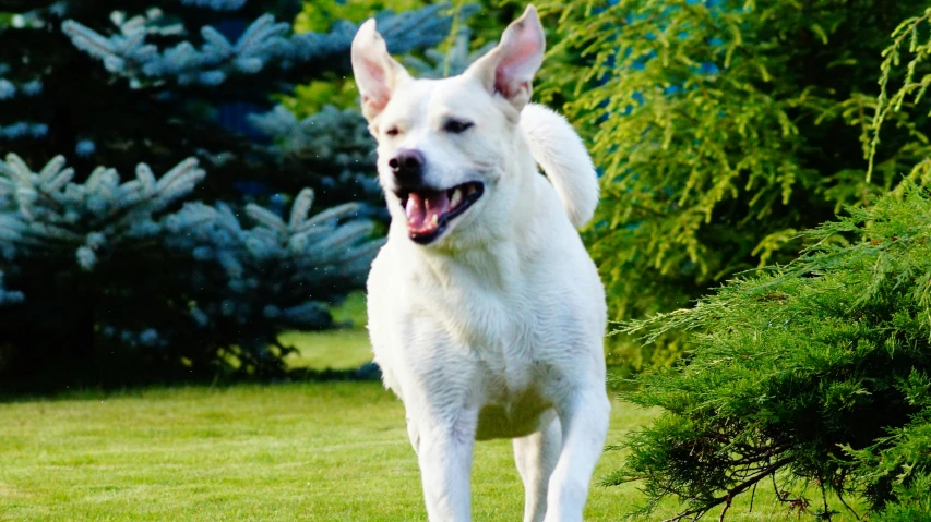 a white dog running through a green grass covered field