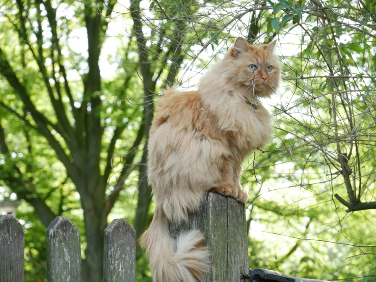 an orange cat sitting on top of a wooden fence