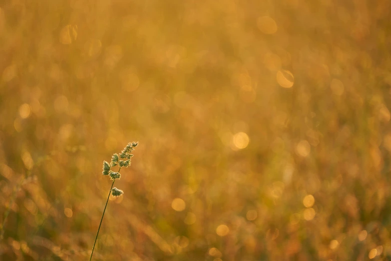 there is a plant that is in the grass