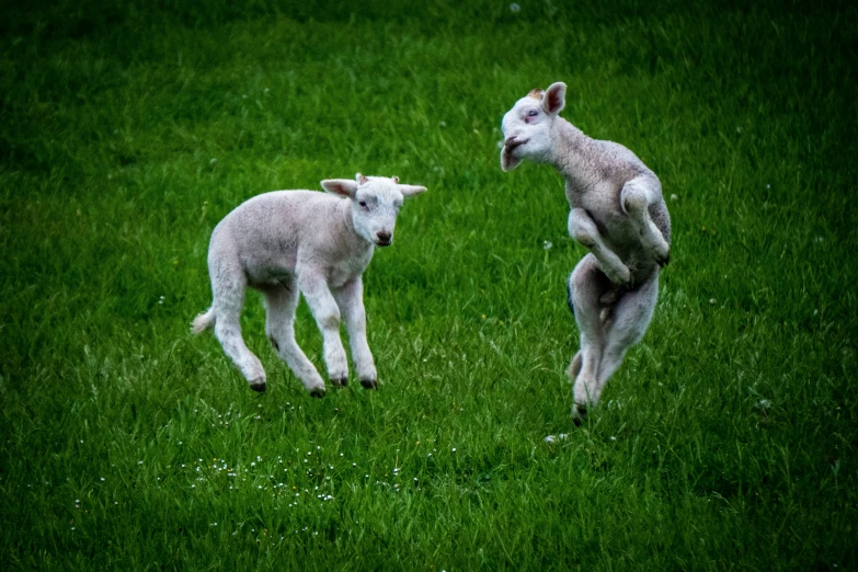 two lambs standing on their back legs in the grass