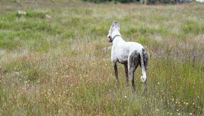 a horse looks back as it walks in tall grass