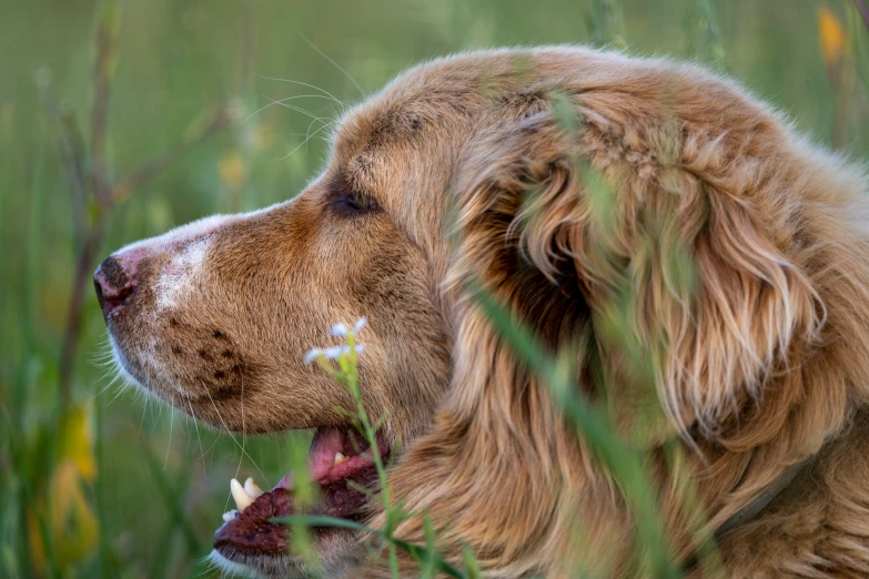 a large brown dog standing in the middle of tall grass