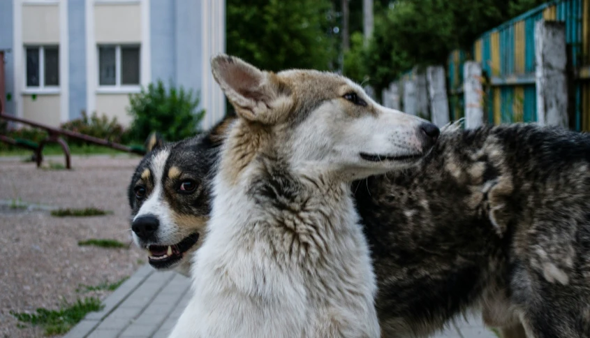 two dogs standing outside next to a fence