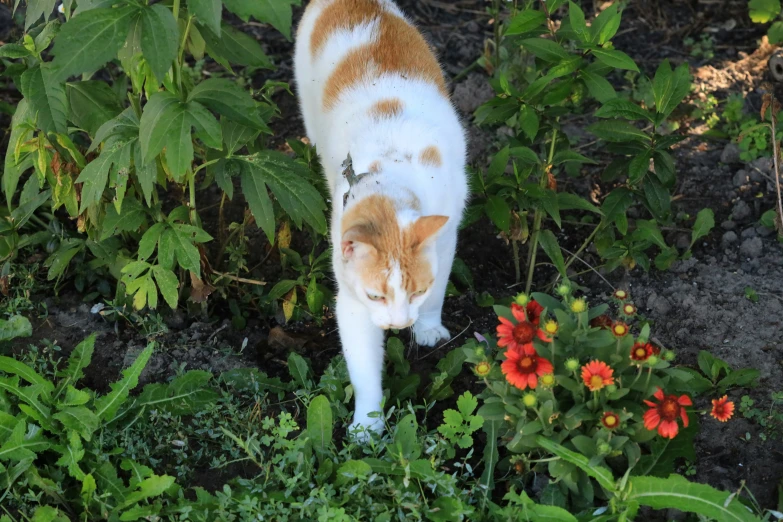 an orange and white cat sniffs flowers on a field