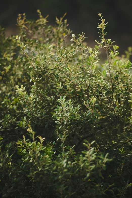 a tree full of green leaves with a bird on top