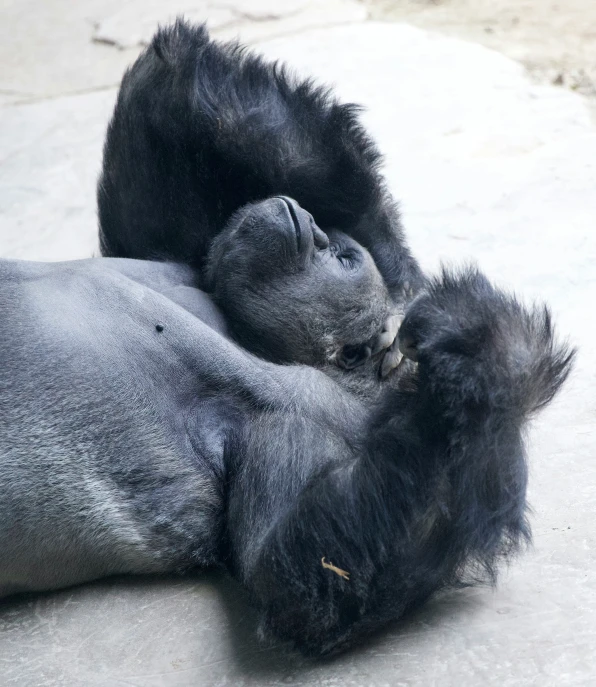 a gorilla rolling around on it's back
