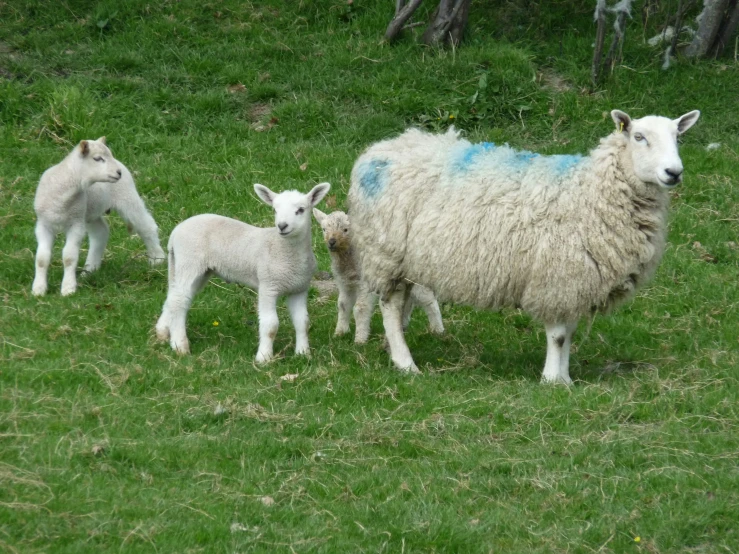 two lambs with their two little ones stand in a field