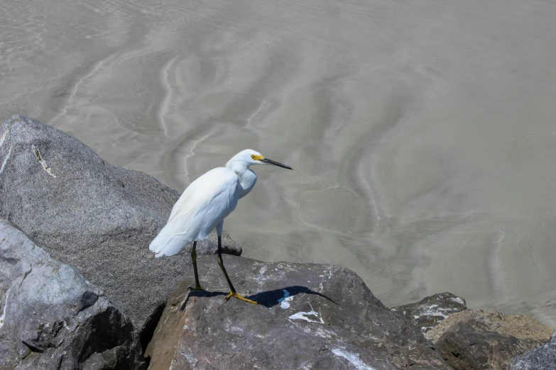 a large white bird stands on some rocks