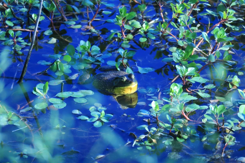 small pond filled with water plants and a banana