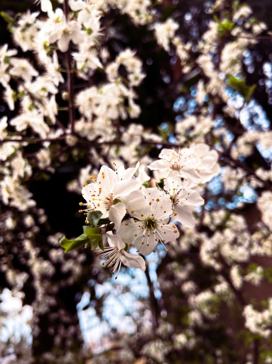 blossoms on the top of an apple tree