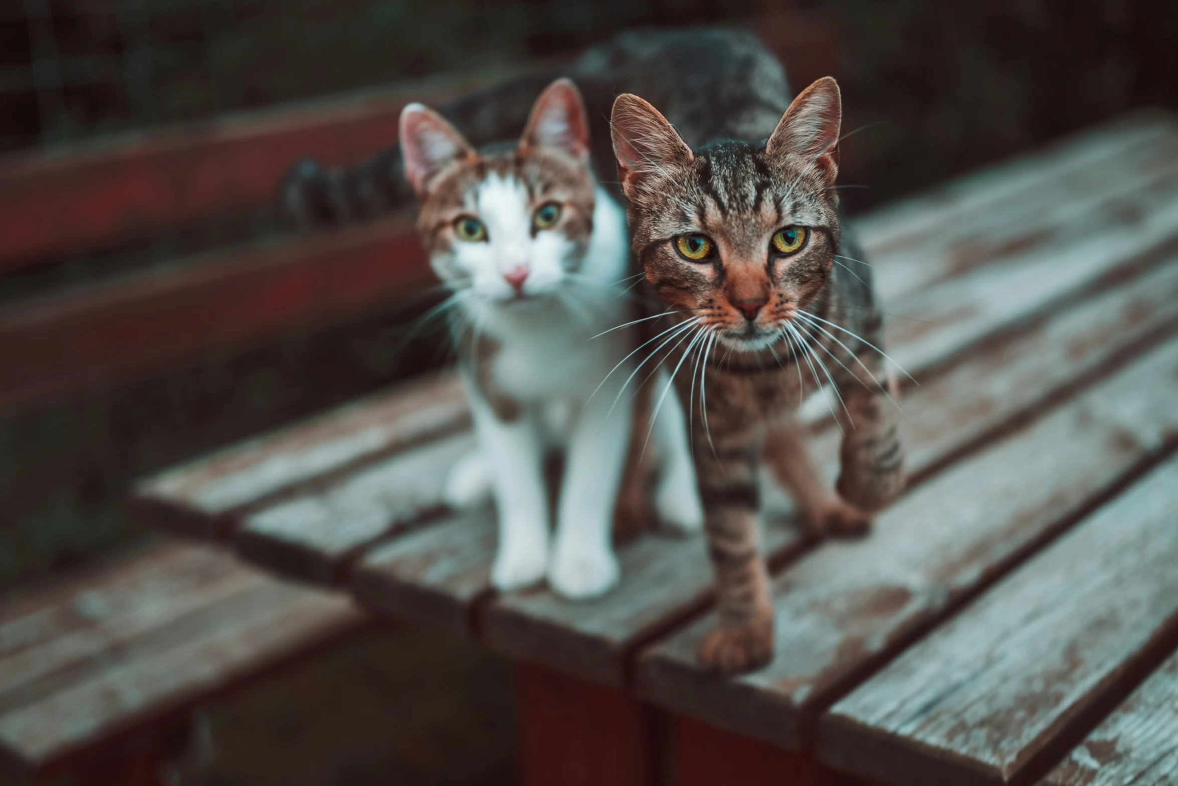 two cats sitting on top of a wooden bench