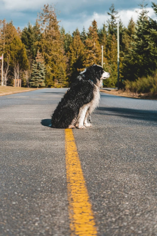 a dog sits alone in the middle of the road