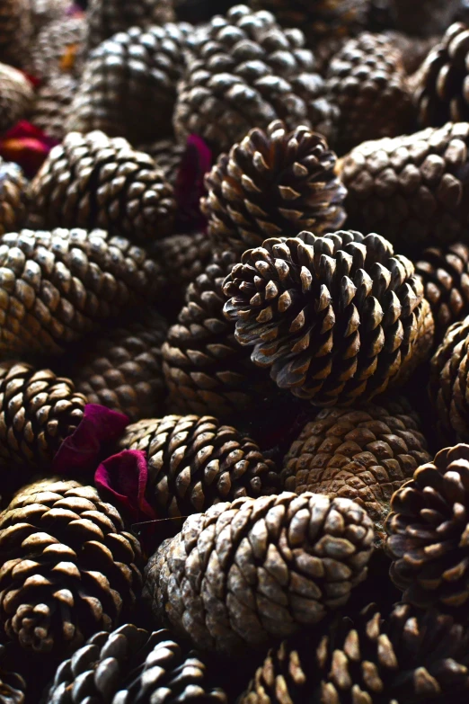 many different pine cones that are piled together