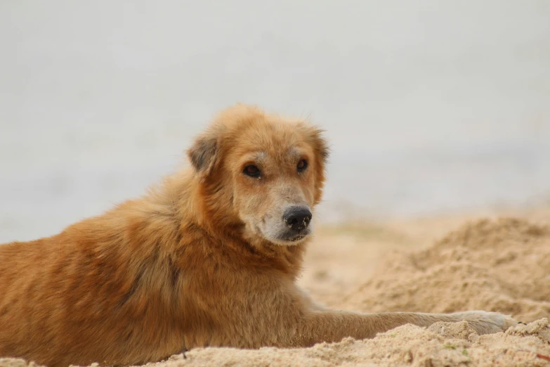 a very cute brown dog laying down in the sand