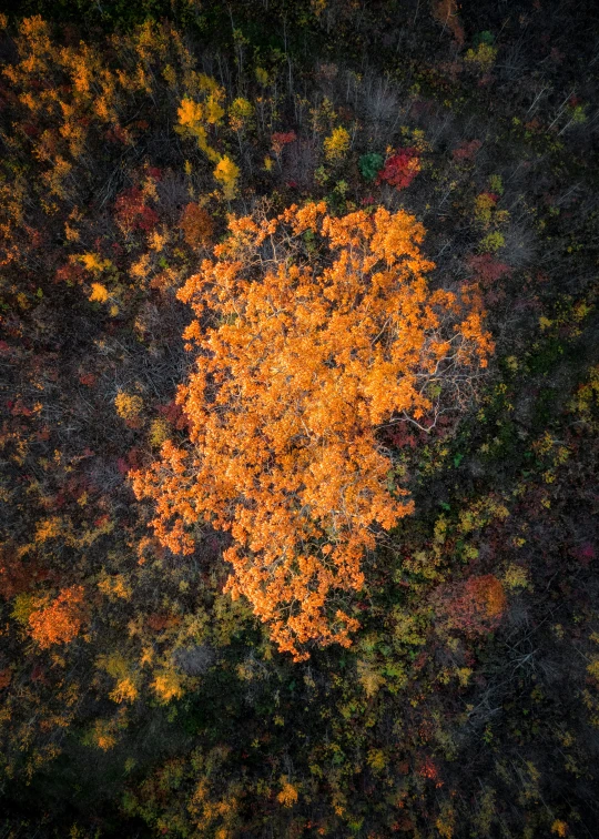 a tree is displaying all it's autumn foliage