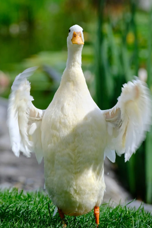 a white bird is walking across the grass