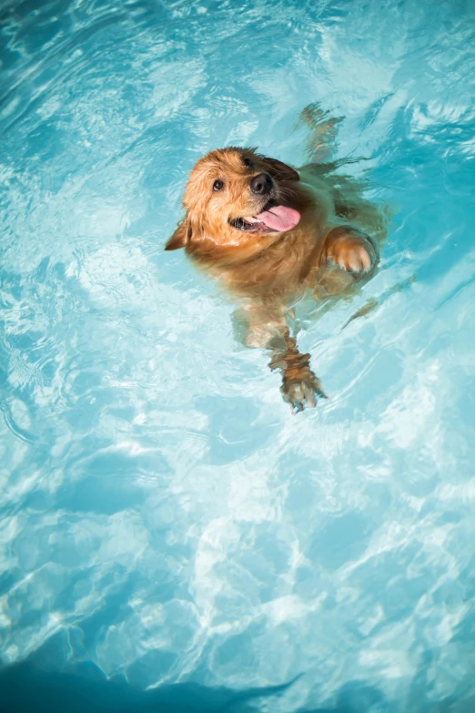 a dog swimming in a pool with its tongue out