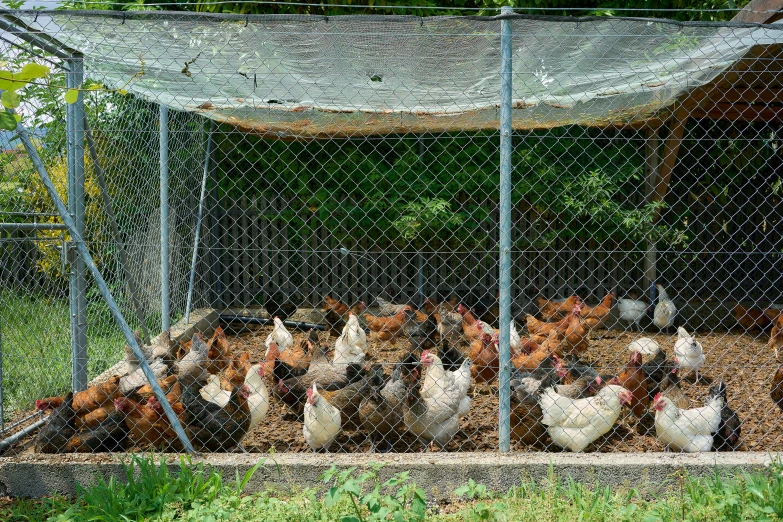 several brown and white chickens near each other under a metal structure