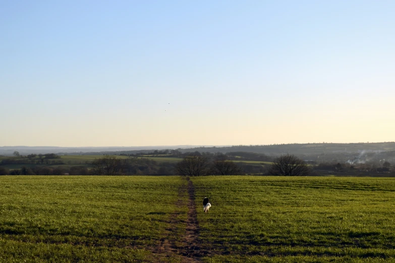 the image shows a path leading to a grassy field with a dog