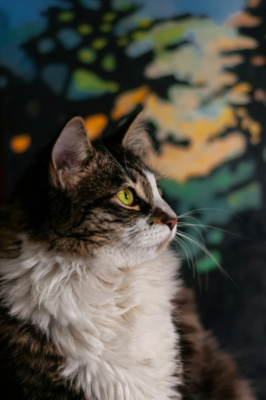 a close up of a cat with bright yellow eyes