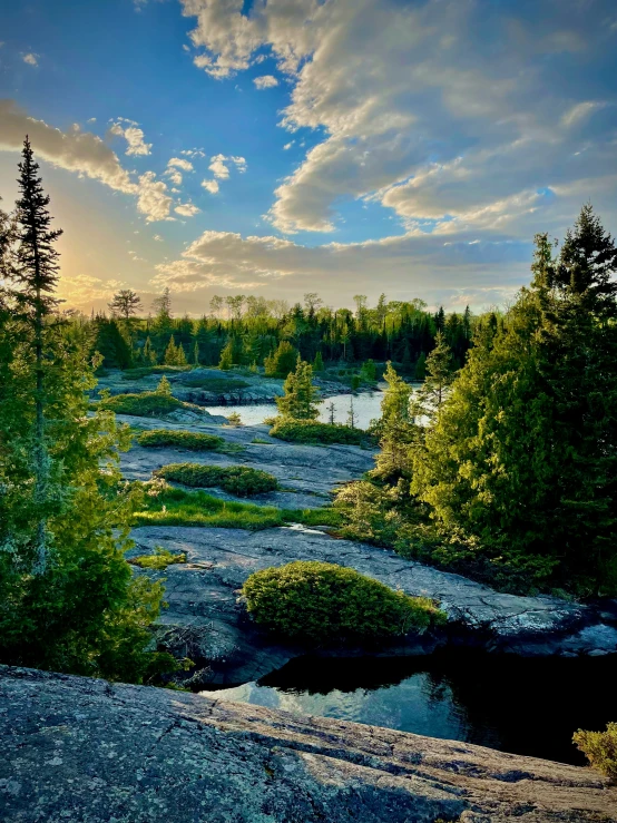 a small river is meanders through a pine - filled forest