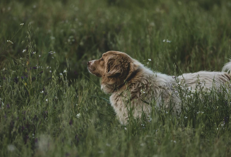 a brown dog stands in tall grass with wildflowers