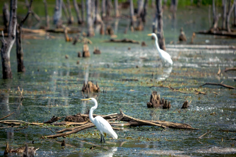 two white birds and their reflection in a pond