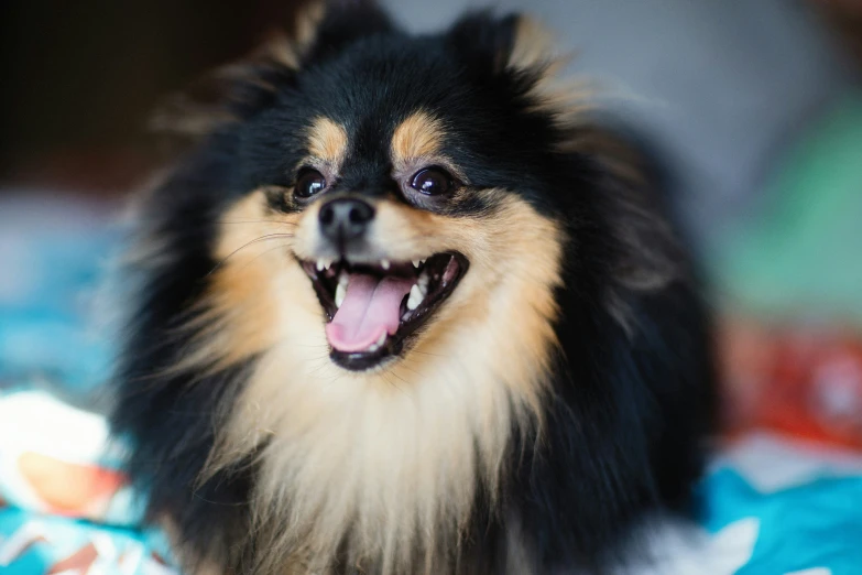 a dog has a big smile and is on a bed