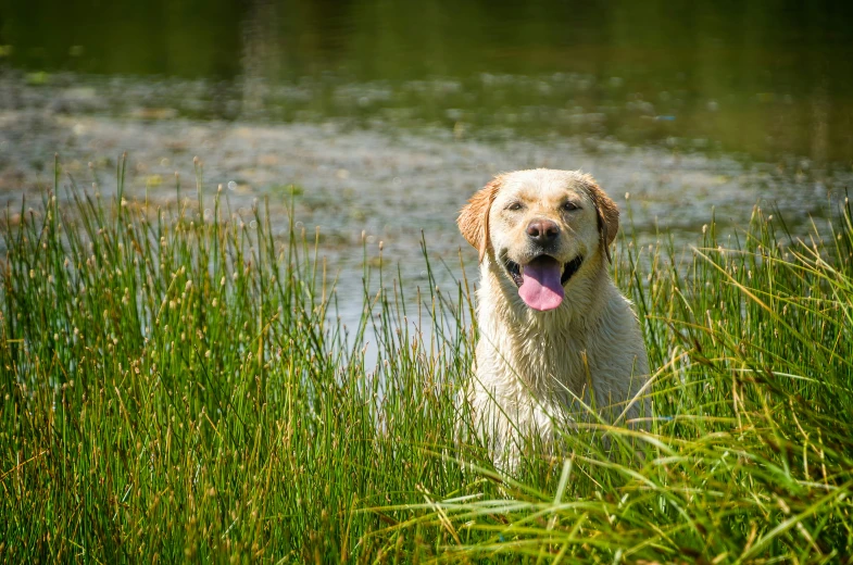 a dog sitting in tall grass by some water