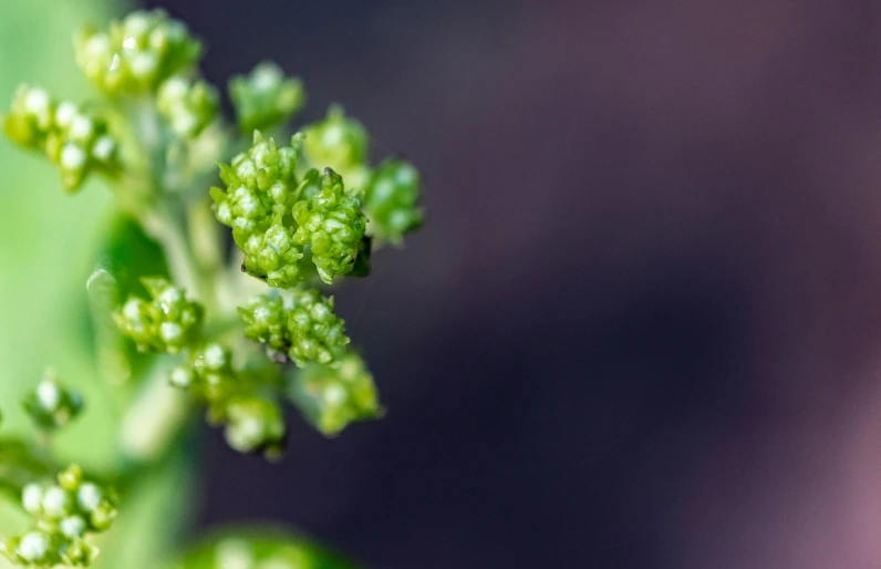 a close - up picture of a leafy green plant