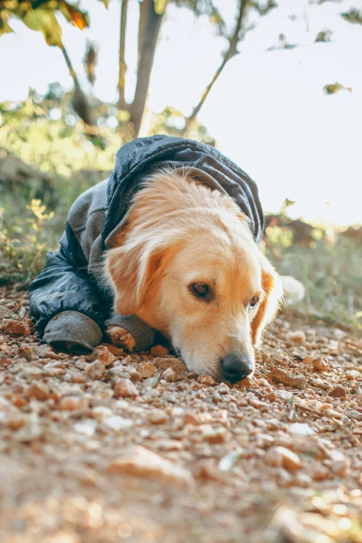 a brown dog in a black and gray jacket on the ground