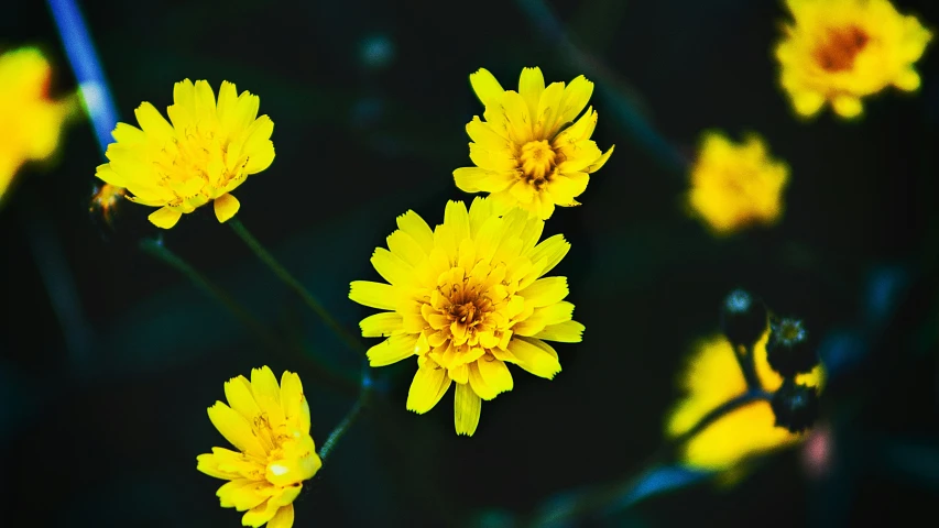 a bunch of yellow flowers on black background