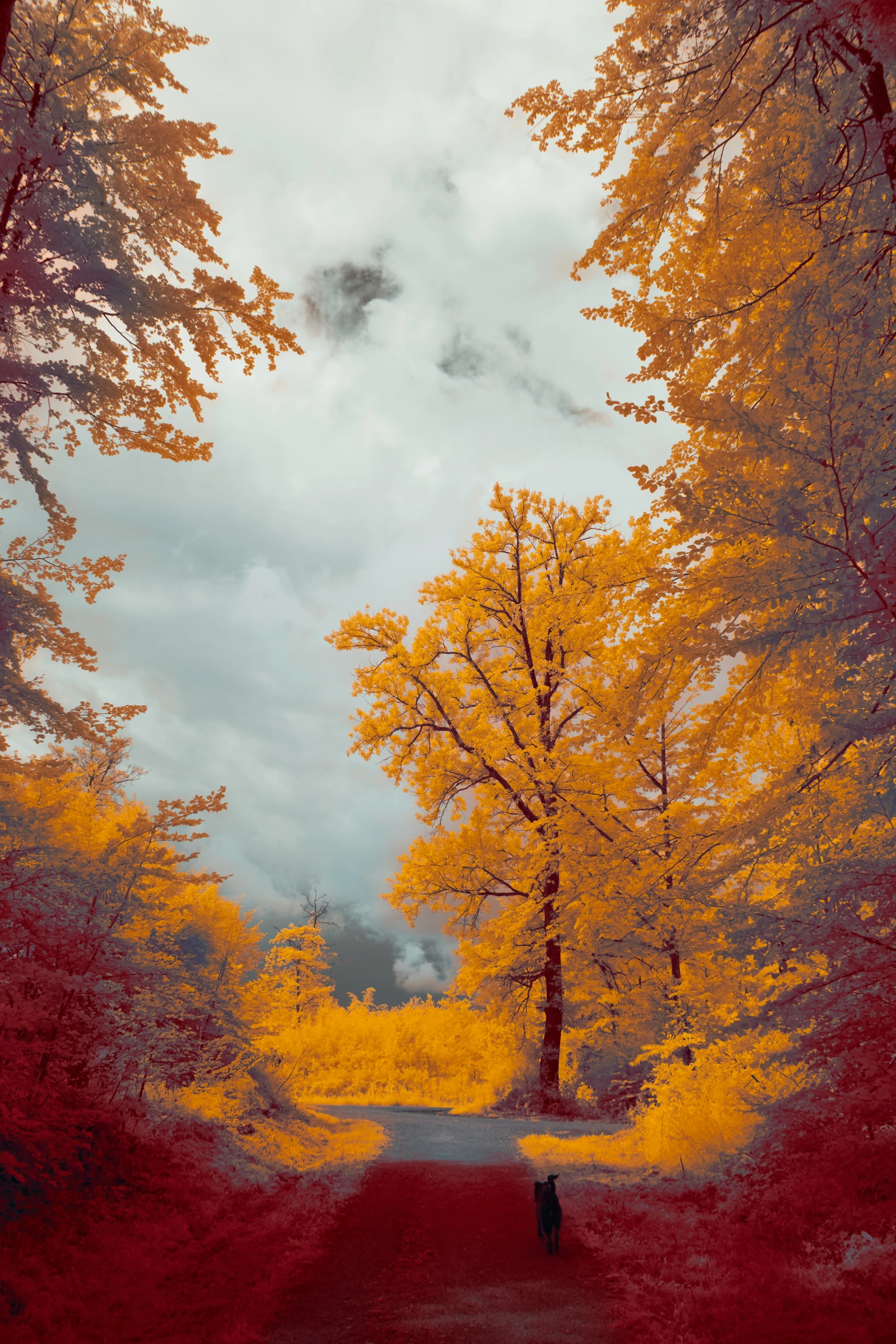 a person is walking on a path with yellow trees