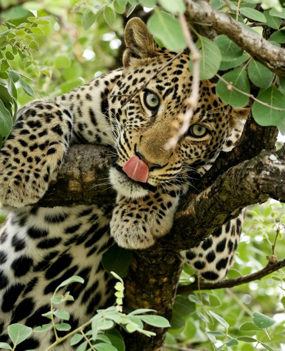 a leopard is licking it's teeth in a tree