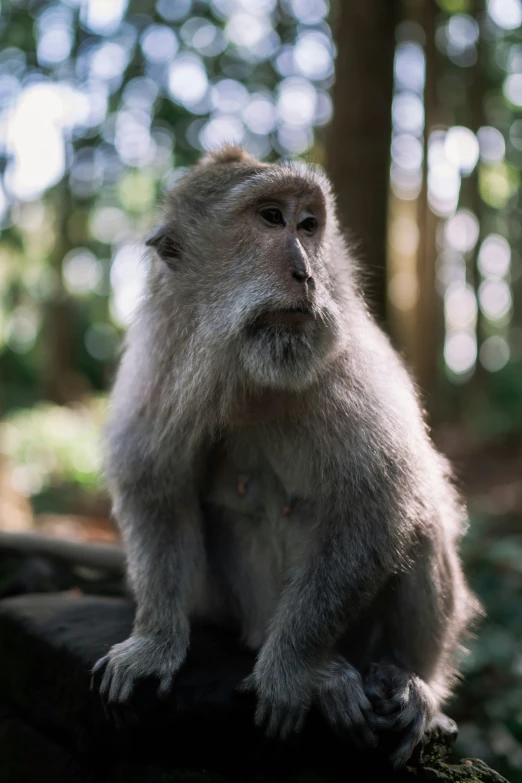 a white monkey sitting on a log looking at the camera