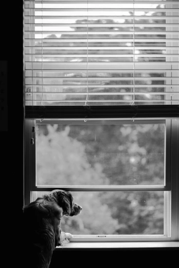 dog looking out window with blinds over head