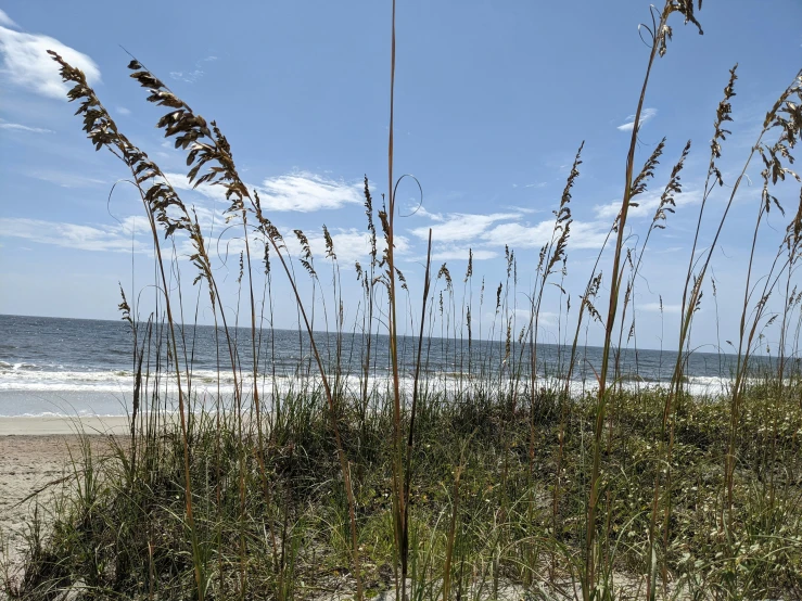 the view of sea oats in the sand near the ocean