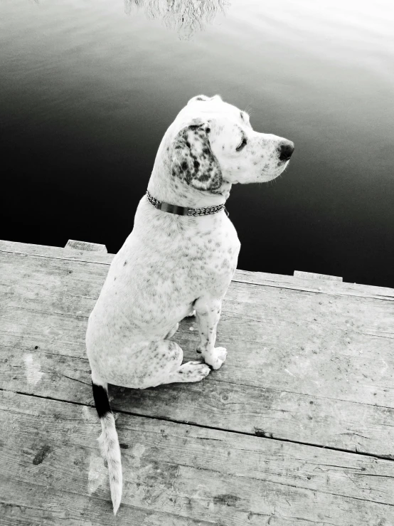 dog sitting on wooden dock beside water looking in the distance
