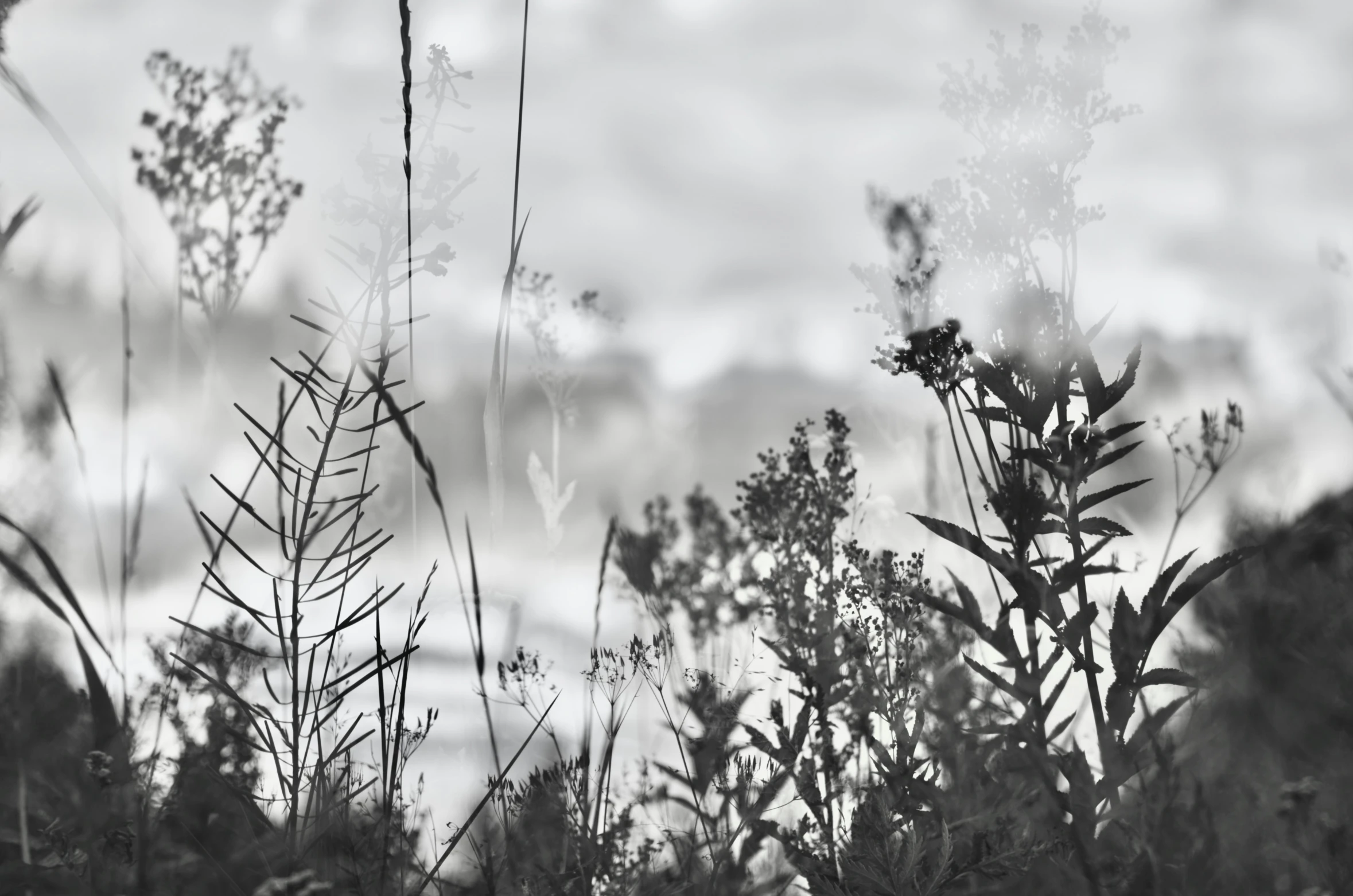 black and white pograph of flowers and leaves on cloudy day