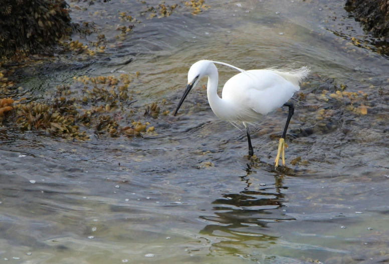 white heron and long beaked bird in the water