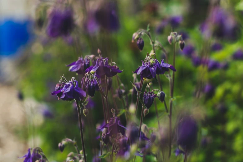 a field full of purple wild flowers next to grass