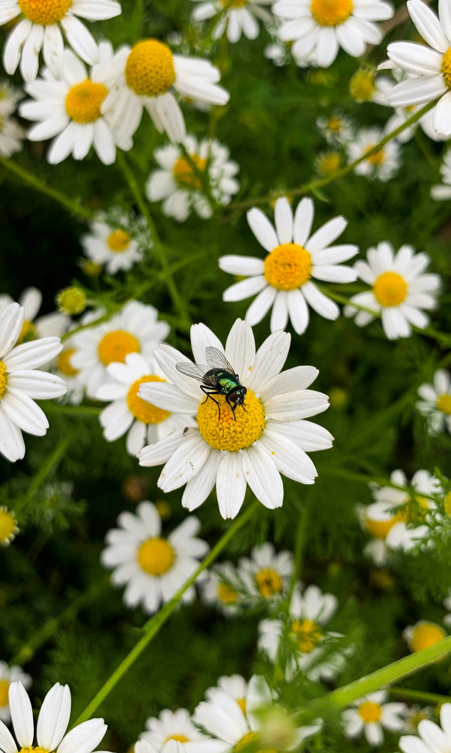 a bee on a large yellow and white daisy flower