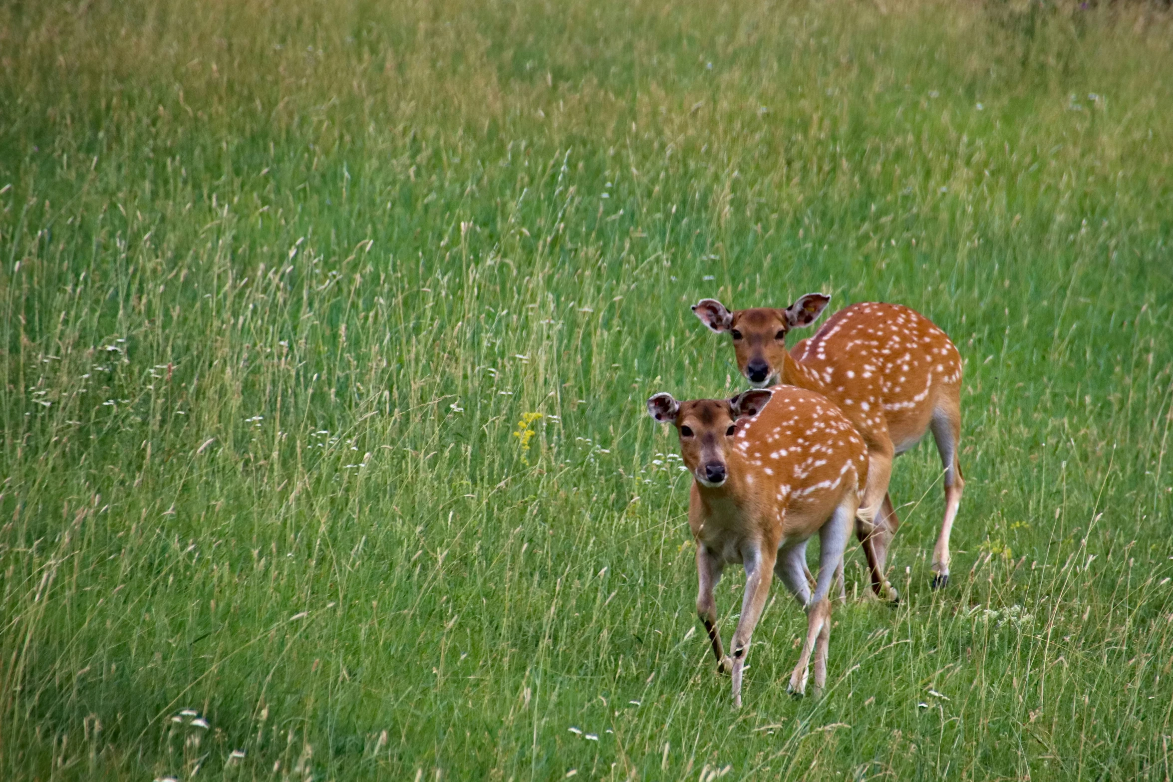 two fawns standing in the tall green grass