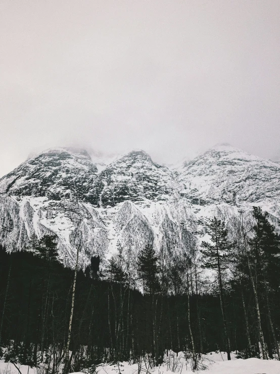 a snowy mountain surrounded by tall pine trees