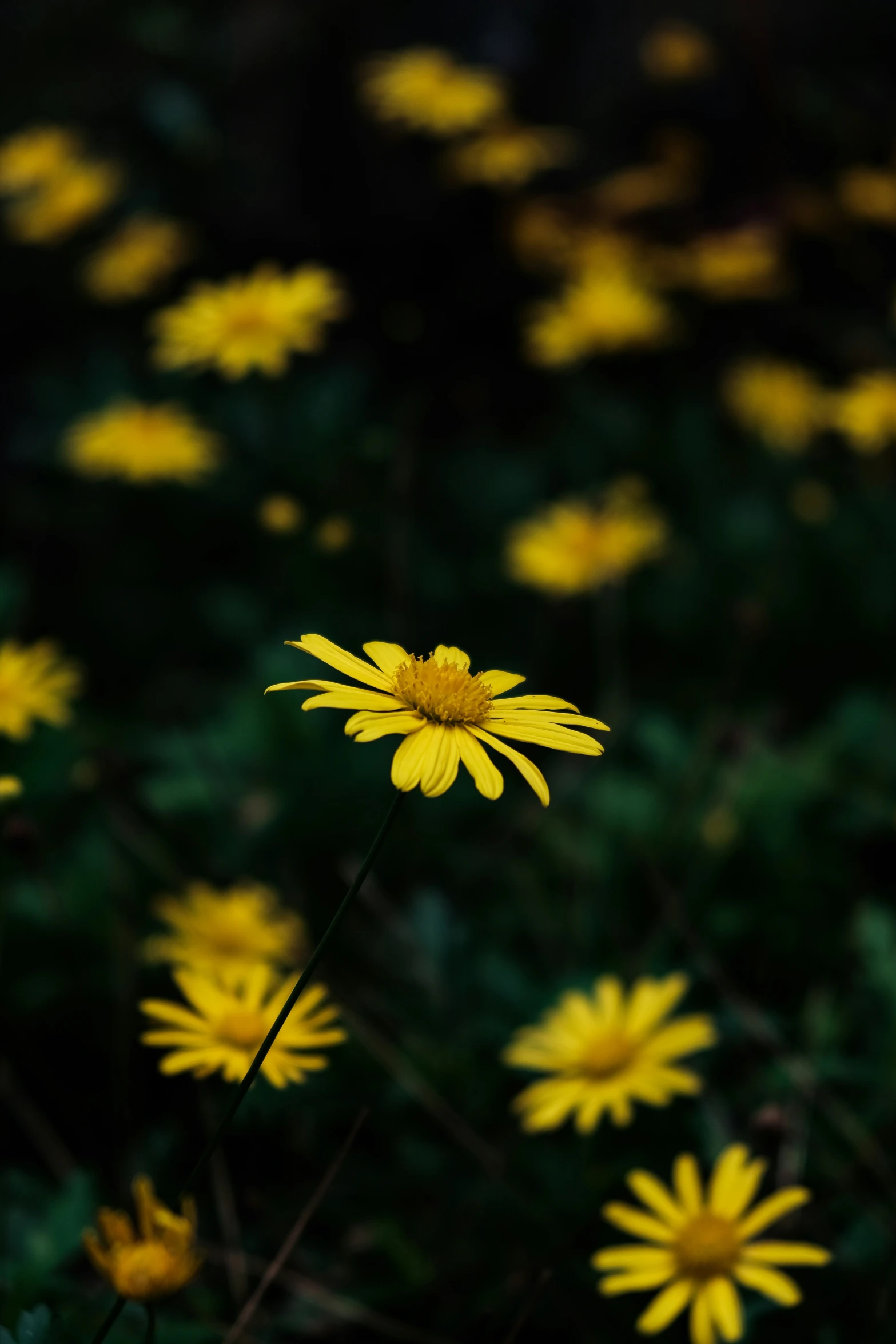 a field of yellow daisies growing out of the ground