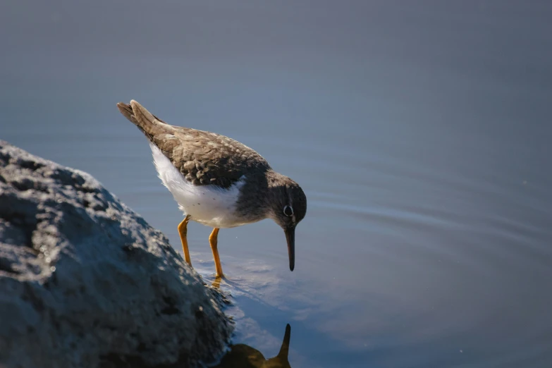 the small bird is looking down at some water