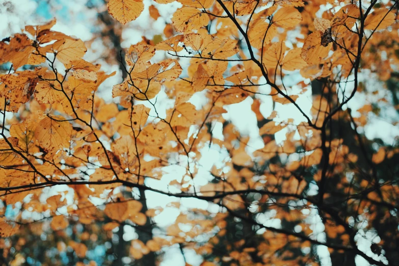 some yellow leaves are on the nches of trees